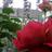 Mehmet_Anadolu_'s profile image