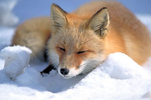 ...I really like foxes if that counts :3