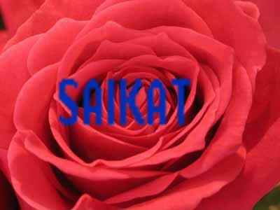 i am wt