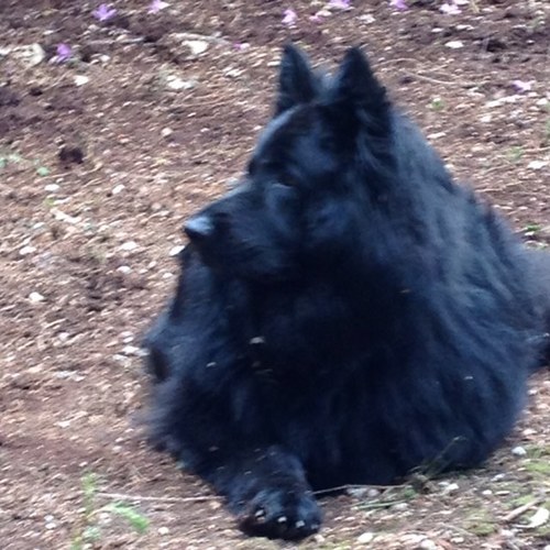 dexterbearxxx's profile picture. Hi im dexter :) my best friend is @charliebooluke ;)