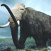 Feed The Mammoth (@feedthemammoth) Twitter profile photo