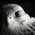 تركي الروقي (@cvb093) Twitter profile photo