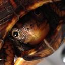 Nicole Blais - @nabbci - Twitter