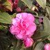 InourTelscombeGarden (@telscombegarden) Twitter profile photo