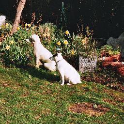 Lazy Gardener, relaxed garden, dog owner