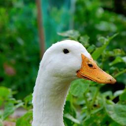 Quack, Dont judge a duck by its feathers. FOLLOW MY ORIGINAL ACCOUNT: @zerkonofiicial