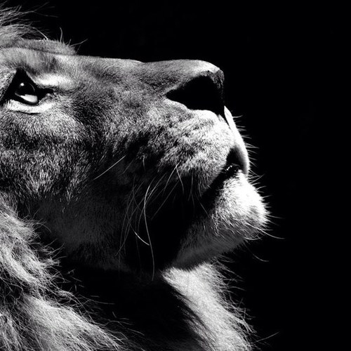 vincent123457's profile picture. Vin