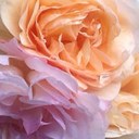 Glenda Carr - @glenda_carr - Twitter