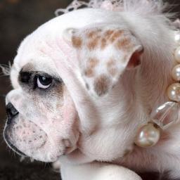 Department Store for Dogs ♥