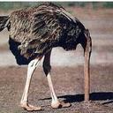 paul - @paul_an_ostrich - Twitter
