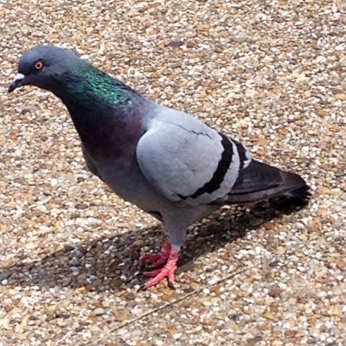 FoulAhmed's profile picture. 