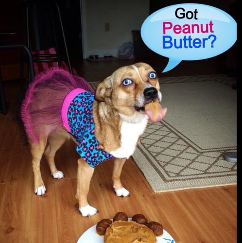 Corgi mix rescue dog, future superstar, entertainer, advocate for spay/neuter and adopting dogs from a shelter/rescue group