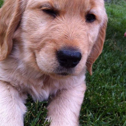 SummerDogDays's profile picture. 