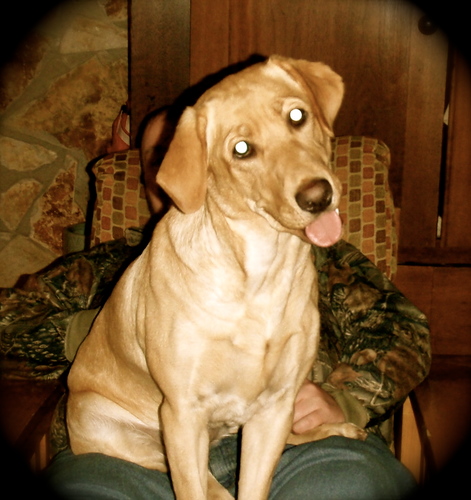 JaxstheDog's profile picture. Loyal companion who hangs out on the porch, loves the river...enjoys a duck or two.