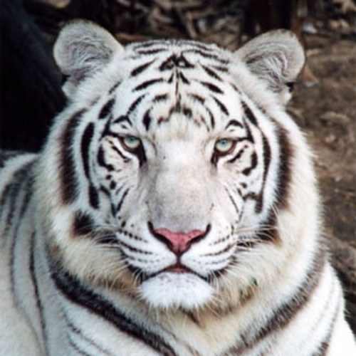 grosteteu's profile picture. 