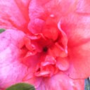 Louise OConnell - @lightasalamp - Twitter