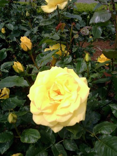 2011Arashi's profile picture. 