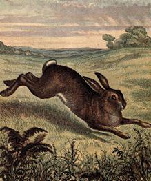 RustyRabbitDes's profile picture. 