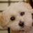 PetsPage's profile image