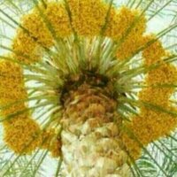عبدالعزيزصالح السعيد (@a11alsaeed) 's Twitter Profile
