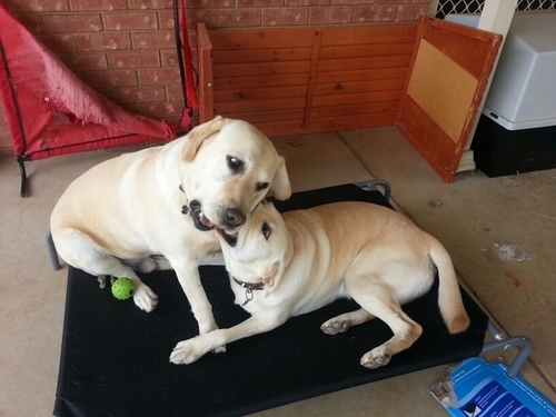 Hello! We are Max and Rugby. We are labrador brothers with two very different personalities.