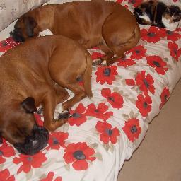 season ticket holder at cardiff city,love boxer dogs,have two rescue boxers one fron four paws rescue and one from many tears