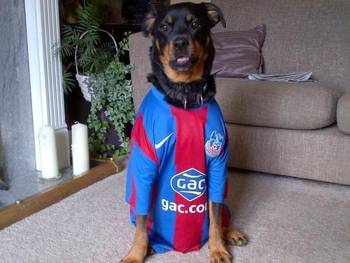 raffa1001's profile picture. Eagles till I die.