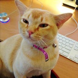 Everyone on Twitter is a cat. You sit around and do nothing all day, complain about it, eat food & if someone annoys you you hate them forever.