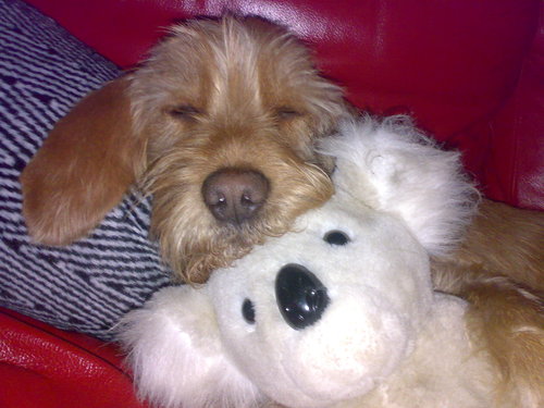 Binnenkort ... puppies...!!!!