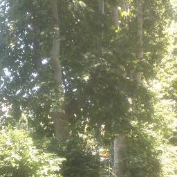 Ipponio Verde è l'Associazione di famiglie di via Ipponio (Roma) che ha adottato lo splendido giardino a doppio filare di platani salvandolo dalle macchine