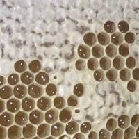 B is for Beekeeper (@bisforbeekeeper) 's Twitter Profile