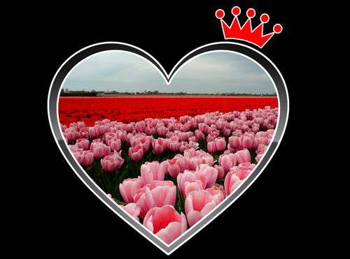 HartjeHK's profile picture. Hartje Hollands Kroon is een website met nieuws in tekst, foto, video en geluid. Dit alles voor de gemeente Hollands Kroon.