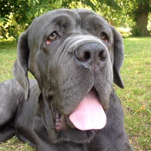 AnaSlobberchops's profile picture. Living the dogs life