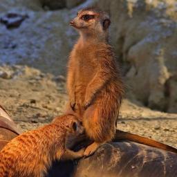 College__Humor's profile picture. I am not a licensed doctor.