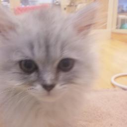 octanols's profile picture. LOL/APEX/FEZ（オワコン）/COD