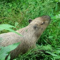 カピバラページ Graphic Pastel, Capybara, 1000 piece jigsaw puzzle – Lantern