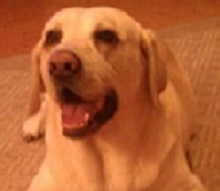 7 year old swimming champion, professional ball player, head of security, therapist, and loving family member