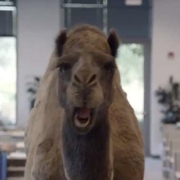 Hump_Day_Camel's profile picture. Happier than a Camel on Wednesday. #humpday