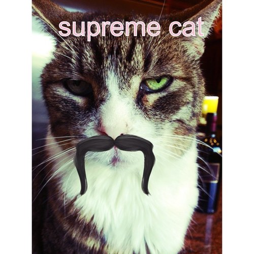 my name is stripes jackson. meow.