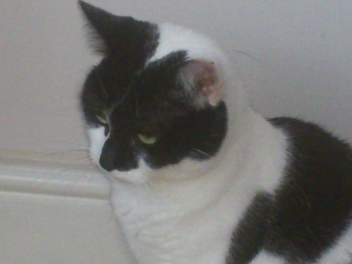 Life after surgery - I now have my life back #endosurvivor #catlover #busylady #RSPCAvolunteer