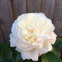 Sue Buck - @Suefocus - Twitter