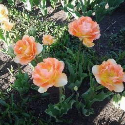 tppskood's profile picture. 