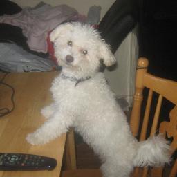 well am laura been with my man for six years i have two wonderful bichon frise puppies and love Ro from boyzone