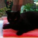 Jo Black - @blackjcat - Twitter