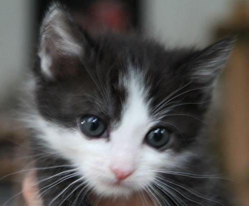 Iroc09Sylvia's profile picture. 