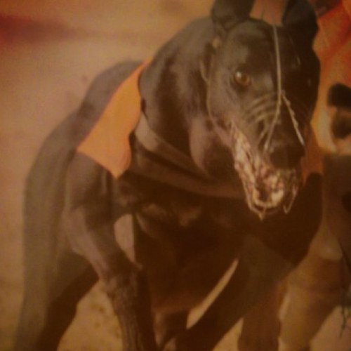 howfarhihi's profile picture. 