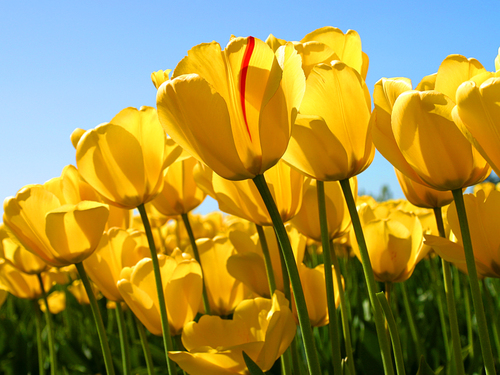 success comes to those who try hard & are not afraid.FAITH !! COURAGE!! PEACE!!
