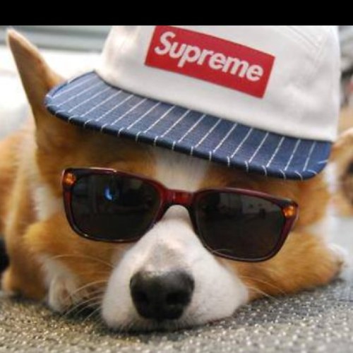 based shibe
