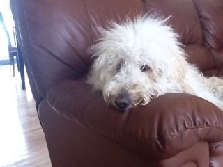 ca_martel's profile picture. Passionnée de lecture, de psychologie (thérapie d'acceptation et d'engagement, ACT pour les intimes) et de nutrition. Amoureuse des chiens.