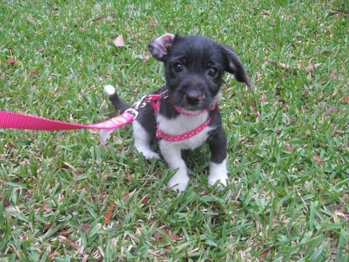 Everything dog... stories, photos, news, funny dog stuff... Follow us!